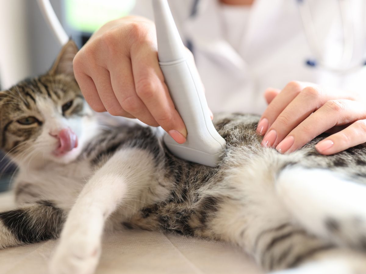 A vet doing a ultrasound on a cat