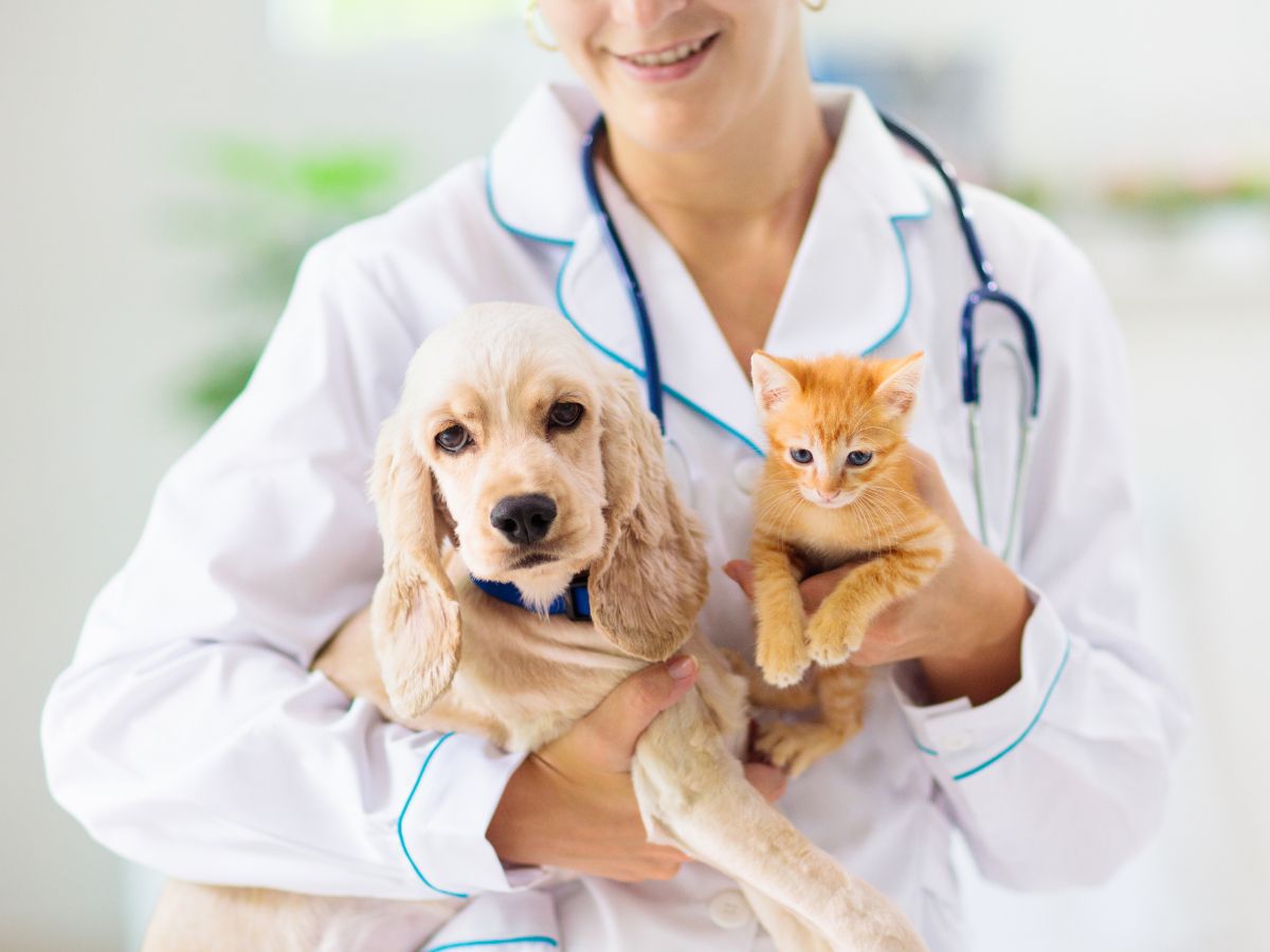 A vet holding a dog and a cat