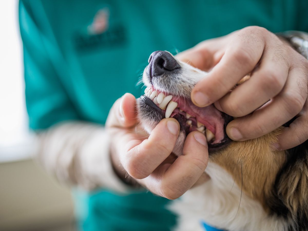 Examining dogs dental health at vets office