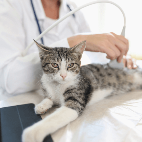 Veterinarian performing ultrasound of a cat